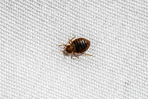Bed Bug