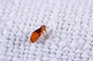Fleas