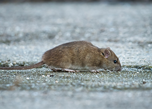Mice