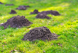 Moles