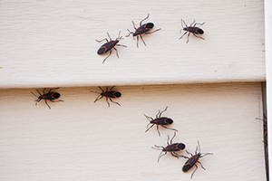 Other Pests