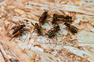 Wasps